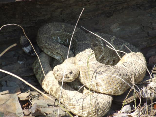 3rd Diamondback.JPG [67 Kb]